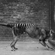 A thylacine in a cage, taken shortly before the animal went extinct.